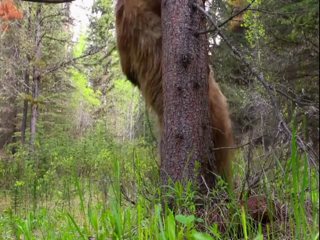 Bear Dance
