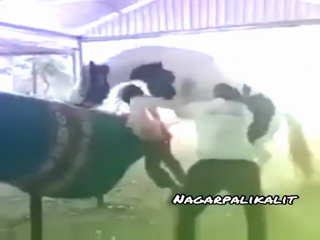 Funny Videos | Comedy Video | Meme Video Download