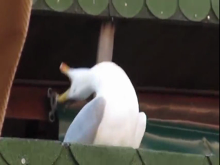 Crazy laughing seagull