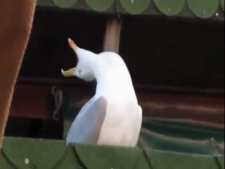 Laughing Seagull